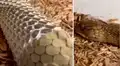 Graba momento en que enorme serpiente muda de piel y escena es espeluznante 