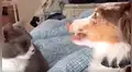YouTube: Gato puede “matar con la mirada” y queda registrado en video