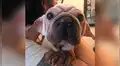 Perro bebé cautiva a fans de Star Wars por su gran parecido con ‘Baby Yoda’ [VIDEO]
