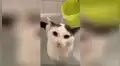 Mujer intenta bañar a su gato por primera vez y este tiene una inesperada reacción [VIDEO]