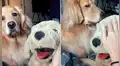 Facebook: no soportó ver a su dueña acariciar a perro de peluche y tuvo esta reacción [VIDEO] 