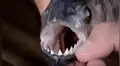 Letal criatura muerde anzuelo y osado pescador descubre su misteriosa identidad [VIDEO]