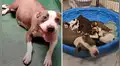 Familia acoge a perrita embarazada y al poco tiempo da a luz a 10 cachorros [VIDEO]