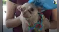Hallan a perro callejero en condiciones deplorables, lo alimentan y ahora luce diferente [VIDEO]