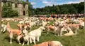 Instagram: masiva reunión de golden retrievers es lo más hermoso que verás hoy [FOTOS]