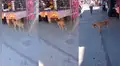 Tierno perro callejero se divierte persiguiendo el reflejo de la luz [VIDEO]