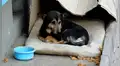 Roban almohada a perro que vivía en la calle y genera críticas en redes sociales [VIDEO]