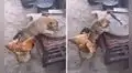 Gallina y perrito protagonizan una graciosa travesura