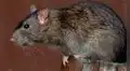 Mujer muere por hantavirus en Argentina e investigan si la cepa se contagia entre personas