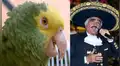 Loro interpreta la canción ’Volver, volver’ de Vicente Fernández para su dueña y genera asombro [VIDEO]