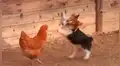 Pato ‘rabioso’ logra detener pelea entre un perro y una gallina [VIDEO]