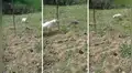 Peligroso reptil pelea con perro y todo termina de forma muy horripilante [VIDEO]