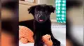 Joven rescata a un pequeño perro que estuvo en peligro al caer en un canal y le salva la vida [VIDEO] 