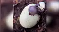 Captan nacimiento de caracol que rompe el cascarón poco a poco [VIDEO]