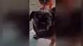 Perro lanza mirada triste a su dueña y genera ternura en TikTok [VIDEO]