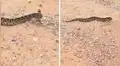YouTube: serpiente cascabel se movía de forma peculiar y muchacha lo grabó todo