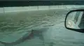 Twitter: La verdad de la foto del tiburón en una carretera inundada de EE.UU.