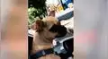 Creyó que le habían regalado un cachorro pug, pero con el tiempo descubrió que fue engañada [VIDEO]