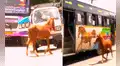 Potrillo perdido corre detrás de un bus con la imagen de un caballo al creer que era su madre