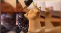 Madre regresa a casa y encuentra a su hijo dando ‘lecciones de lectura’ a su perro [VIDEO]