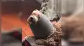 Pareja deja a su perro cuidando su hogar y al retornar descubren terrible escena [VIDEO] 