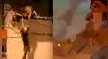 Gatos tiene feroz enfrentamiento y miles lo comparan con la más triste escena de El rey león [VIDEO]