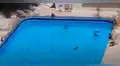 Monos son captados jugando dentro de piscina mientras dueños del lugar pasan cuarentena [VIDEO]