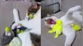 Deja a gato en compañía de loritos y al volver los capta en una conmovedora escena [VIDEO]