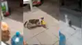 Gato callejero trata de robar comida de una tienda, sin presagiar la reacción del dueño [VIDEO]