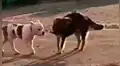 Perro callejero encuentra a pitbull sujetado a una cerca, lo libera y huyen juntos [VIDEO]
