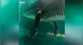 Chico nada en un profundo lago y queda aterrado al ser sorprendido por una extraña criatura [VIDEO]