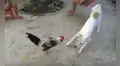 Perro enfrenta a gallo para asustarlo, pero este lo sorprende con curioso comportamiento [VIDEO]
