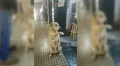 Rescatan perro callejero que ‘daba la patita’ a peatones a cambio de comida [FOTOS]