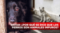 ¿Por qué en Qatar se dice que los perros son animales impuros?