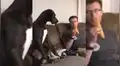 Perro ve a su dueño comiendo y tiene curiosa conducta para ‘pedirle’ que le invite un poco [VIDEO]