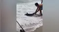 Tiburón bebé emerge del mar y bañistas se acercan para tomarse un selfie con él [VIDEO]