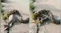 Granjero capta a enorme serpiente regurgitando a una de las aves de se corral [VIDEO]