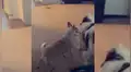 Perro escucha pegajoso tema de Hip Hop y protagoniza divertido ‘baile’ [VIDEO]