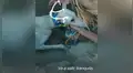Jóvenes encuentran a perrita callejera en montaña y esta los lleva hasta sus crías [VIDEO]