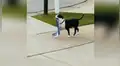 Perro no soporta estar encerrado en casa y va a dar un paseo en la calle sin su dueño [VIDEO] 