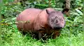 Muere Iman, la última rinoceronte de Sumatra y se confirma su extinción en Malasia
