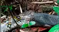 YouTube viral: pitón y culebra tienen un brutal enfrentamiento que remeció a las redes
