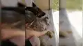 Perro cree que su ‘mejor amigo’ había muerto y llora sin consuelo a su costado [VIDEO]