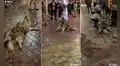 Perrito engreído hace su ‘show’ en la calle porque su dueño no lo lleva a comer helado