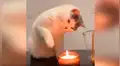 Travieso gato intenta apagar una vela encendida y sorprende con su habilidad [VIDEO] 