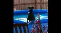 Facebook: Perro usaba la piscina en secreto, su dueño lo descubre y así reaccionó [VIDEO]