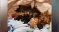 Perros yorkie y pinscher tienen pequeñas crías y divertido aspecto asombra en las redes [VIDEO]