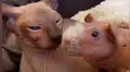 Gatos egipcios adoptan a un cuy sin pelo y este se siente como uno de ellos [VIDEO]