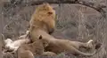 Turista detiene su recorrido por safari para grabar a manada de leones, sin imaginar lo que captaría [VIDEO]