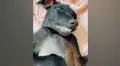 Joven entra a su habitación y descubre a su perro travieso durmiendo con una divertida mueca [VIDEO]